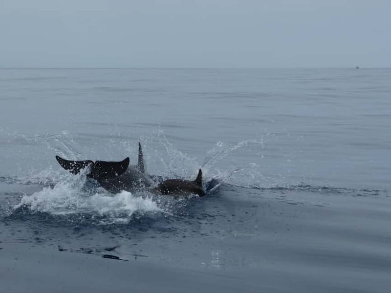 Fuengirola : 2 hours LUXURY Yacht Dolphin Trip DRINKS SNACKS - A yacht trip built around the sea, not a staged animal show