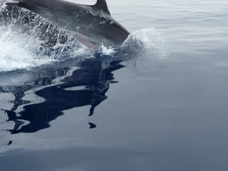 Fuengirola : 2 hours LUXURY Yacht Dolphin Trip DRINKS SNACKS - Two hours along the Costa del Sol