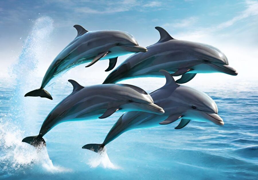 Fuengirola : 2 hours LUXURY Yacht Dolphin Trip DRINKS SNACKS - Drinks, snacks, and the value of a $47 ticket