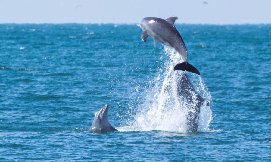 Fuengirola : 2 hours LUXURY Yacht Dolphin Trip DRINKS SNACKS - Swimming stairs and the chance to get wet