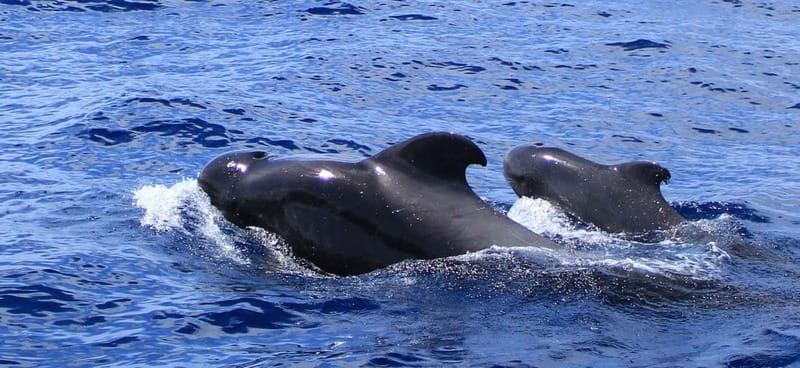 Fuerteventura: Dolphin watching and Lobo Island Combo Cruise - From Corralejo pier to the open Atlantic