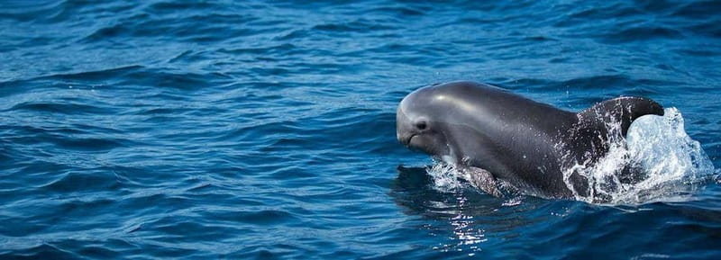 Fuerteventura: Dolphin watching and Lobo Island Combo Cruise - Lobos Island and the La Concha swim stop