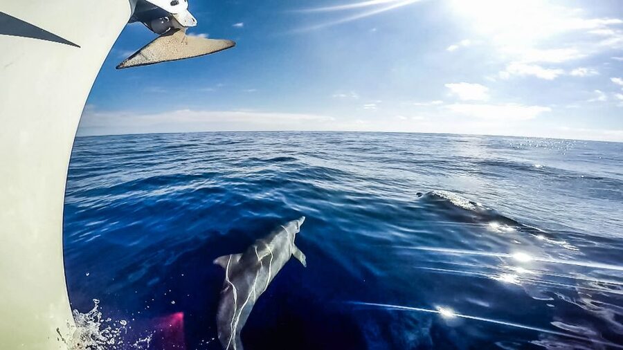 Fuerteventura: Sailing with Snorkeling and Dolphin Watching - Who will enjoy this sailing trip most