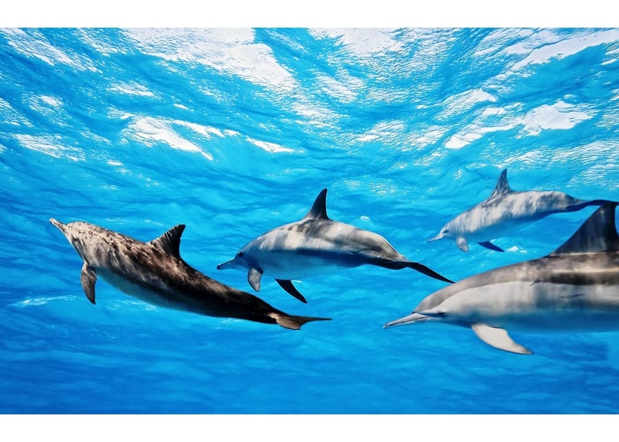Fuerteventura: Whale & Dolphin Watching Boat Tour with Guide - Setting Out Between Two Islands