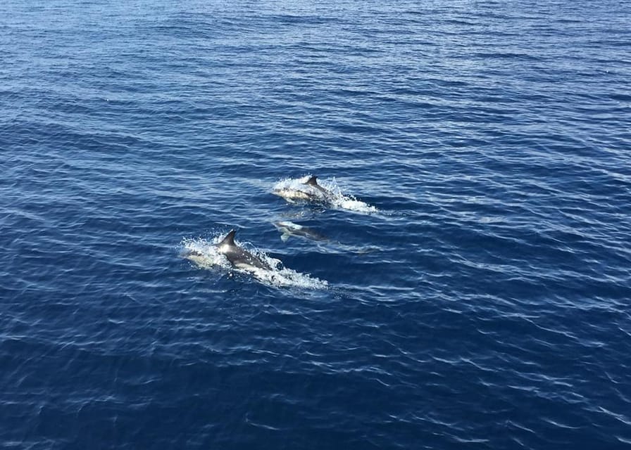Fuerteventura: Whale & Dolphin Watching Boat Tour with Guide - The Search for Dolphins and Whales