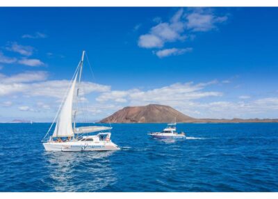 Fuerteventura: Whale & Dolphin Watching Boat Tour with Guide