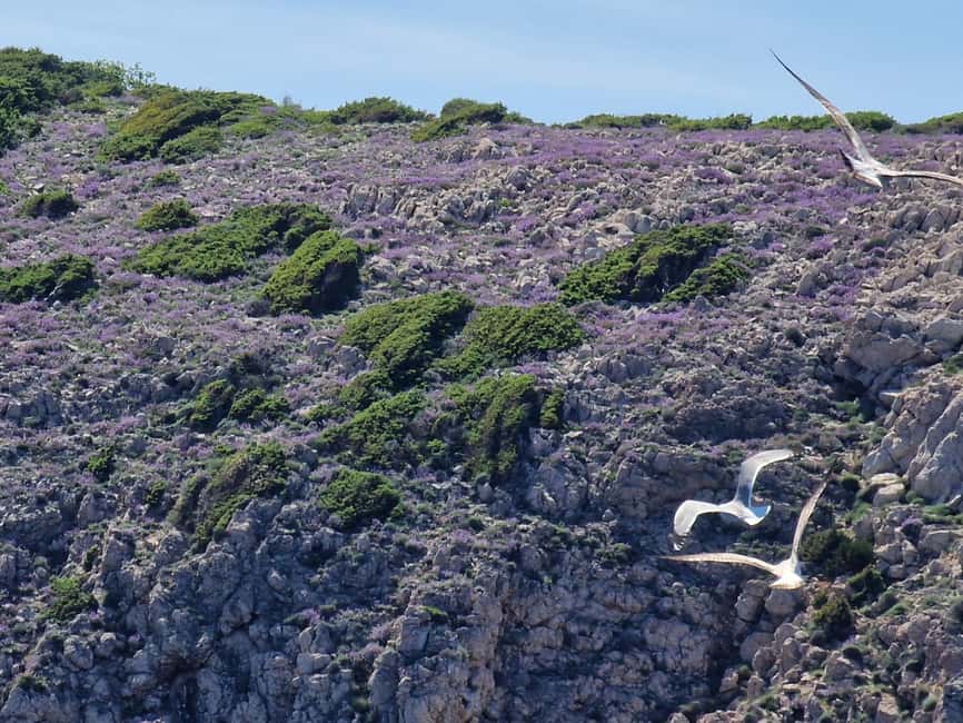 Full day boat-trip Medulin, blue Cave, Cres + dolphin search - Key points to know before booking