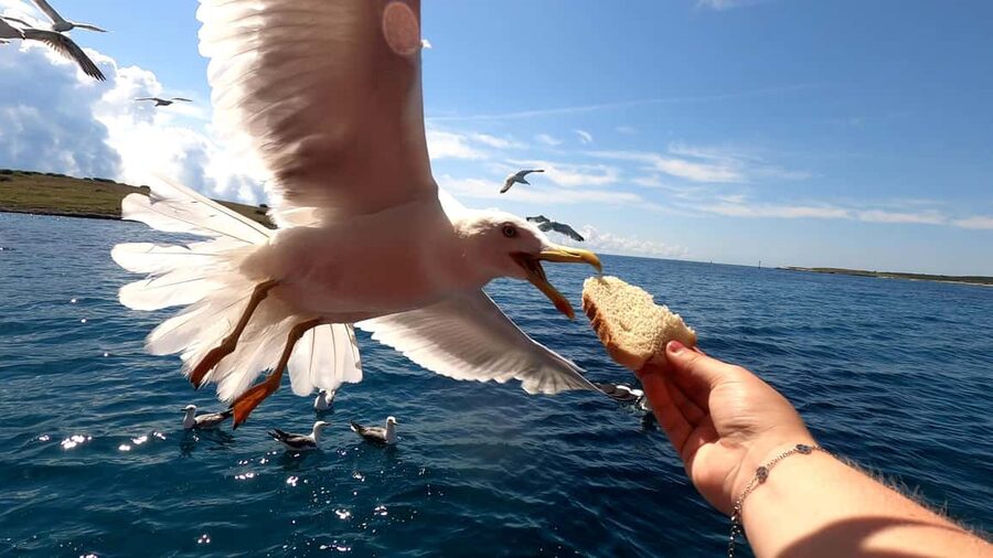 Full day boat-trip Medulin, blue Cave, Cres + dolphin search - The return cruise and the dolphin search