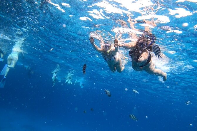 Full-day Dolphin House And Swim With Dolphin - Crew service and the human side of the trip