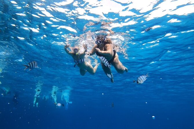 Full-day Dolphin House And Swim With Dolphin - What to know about photos, taxes, and cancellation