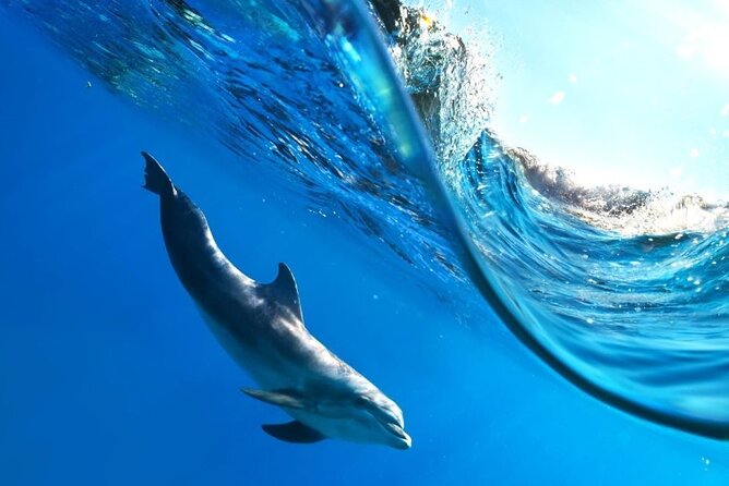 Full-Day Dolphin House from Hurghada - What the limited feedback tells me