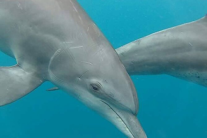 Full day Dolphin tour, Nungwi and Kendwa Beach Tour with Lunch - Why this 10-hour Zanzibar tour works