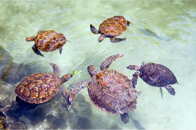 Full day Dolphin tour, Nungwi and Kendwa Beach Tour with Lunch - What the $130 price really covers