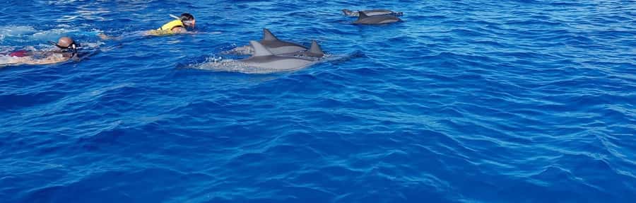 Full Day Dolphins Watching Ile aux Benitiers & Crystal Rock - An early start on Mauritius’s west coast