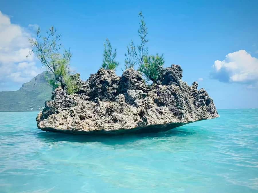 Full Day Dolphins Watching Ile aux Benitiers & Crystal Rock - Crystal Rock snorkeling