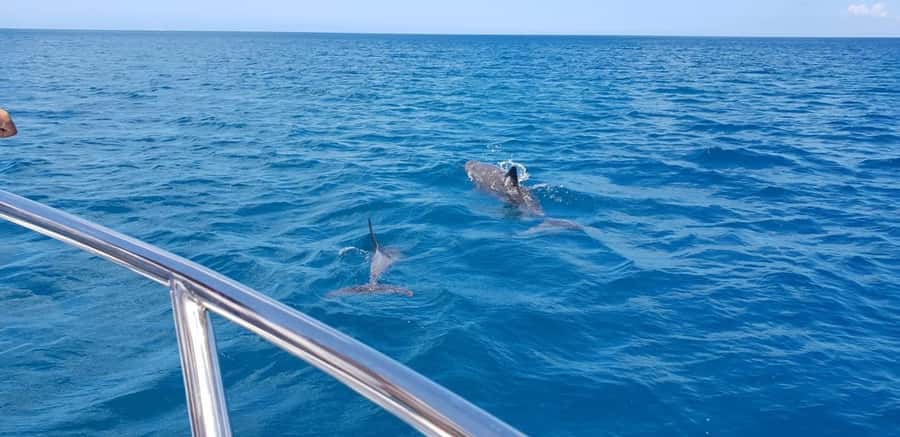 Full Day Dolphins Watching Ile aux Benitiers & Crystal Rock - The speedboat ride and the west-coast views