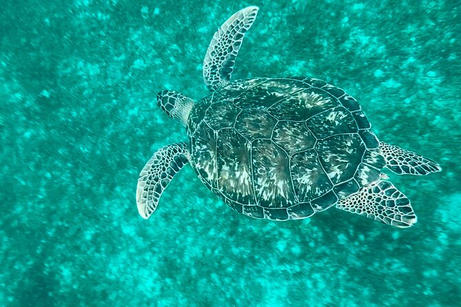 Full day EN Catamaran Martinique Dolphins and Turtles - The early departure from Fort-de-France or Anse Mitan