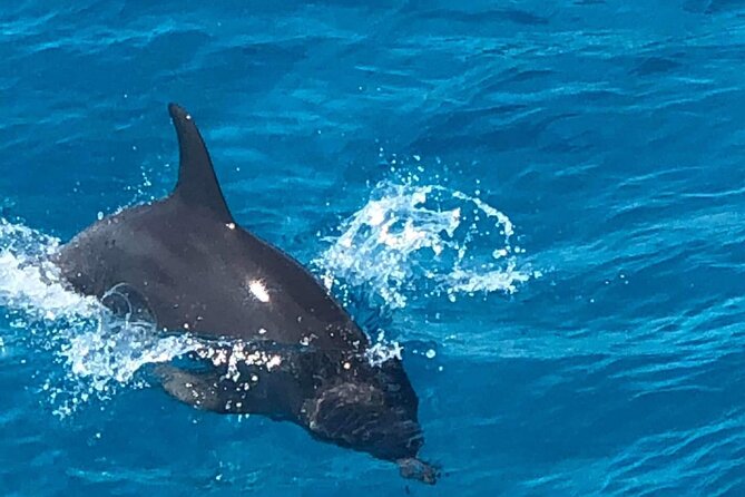 Full-Day Experience with Dolphins and Snorkeling in Red Sea - A full Red Sea day for $32.16