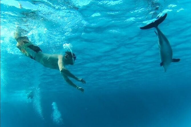 Full-Day Experience with Dolphins and Snorkeling in Red Sea - Lunch, drinks, and a break from the water