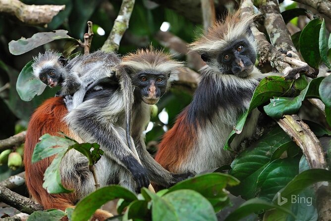 Full-Day Guided private Dolphins tour+ Monkeys + Stone town &spice Farm Zanzibar - A 7:00 am start on Zanzibar’s Indian Ocean