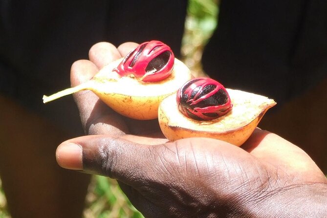 Full-Day Guided private Dolphins tour+ Monkeys + Stone town &spice Farm Zanzibar - Is $130 a fair price?