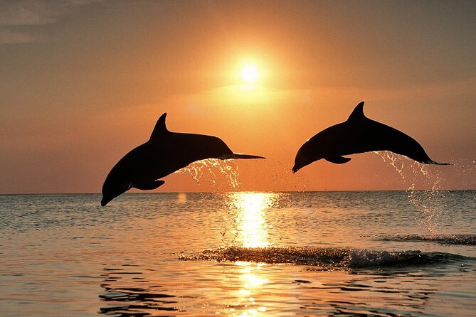 Full-Day Guided private Dolphins tour+ Monkeys + Stone town &spice Farm Zanzibar - Tangawizi Spice Farm and the plants behind Zanzibar’s name