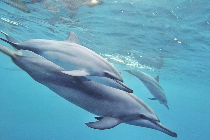 Full day Shared Speedboat Tour - South West Lagoon Dolphin Swim - Ile aux Benitiers and the long lunch break