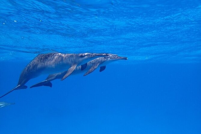 Full Day Snorkeling in Hurghada Dolphin House - Practical tips for a better day