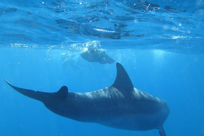 Full-Day Snorkeling with Dolphins in Hurghada with Lunch - Searching for dolphins in open water