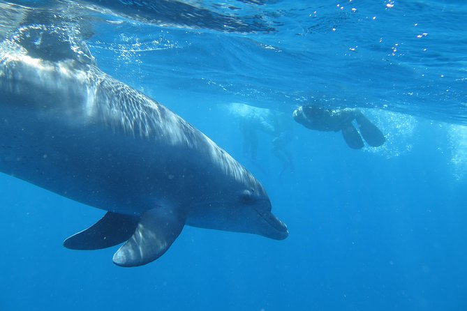 Full-Day Snorkeling with Dolphins in Hurghada with Lunch - How the full day feels in practice