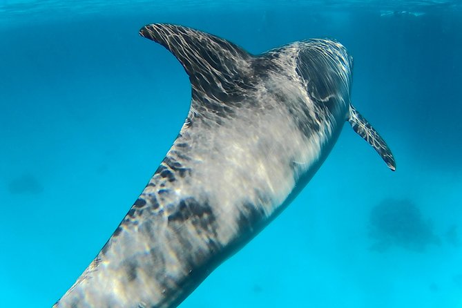 Full-Day Snorkeling with Dolphins in Hurghada with Lunch - Two snorkeling stops over Red Sea coral