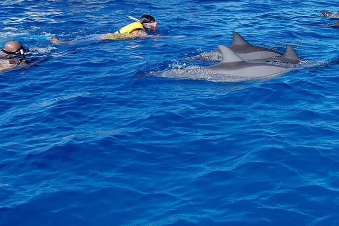 Full-Day Swimming with Dolphins and Casela Nature Park Tour in Mauritius - Two Mauritius experiences packed into seven hours