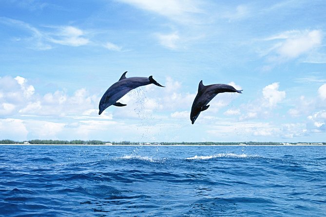 Full-Day Swimming with Dolphins and Casela Nature Park Tour in Mauritius - The timing can work, but the day is not truly all day