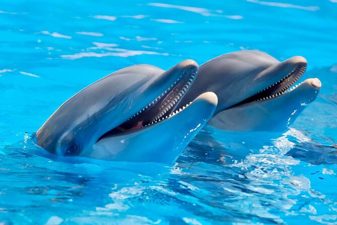 Fully Day Tour: Dolphin Encounters, Crystal Rock at Benitiers Island - Snorkeling at Crystal Rock