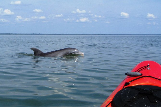 Fully Guided Kayaking Backwater Manatee and Dolphin Tour - Paddling into Cocoa Beach’s mangrove backwaters