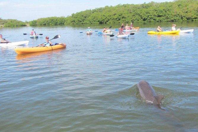 Fully Guided Kayaking Backwater Manatee and Dolphin Tour - The guides make the difference