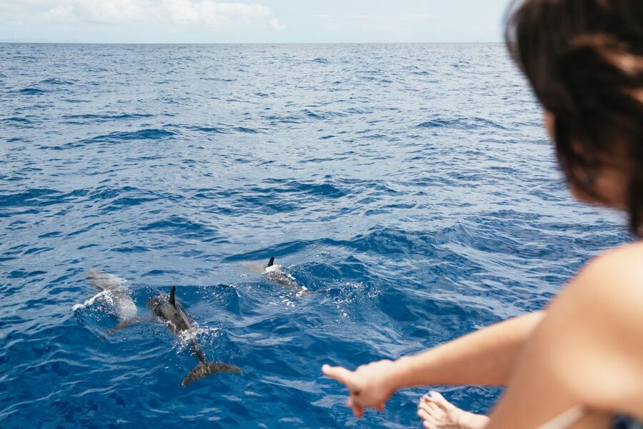 Funchal Bay: Dolphin & Whale Watch Luxury Catamaran Cruise - Should you book the Atlantic Pearl?