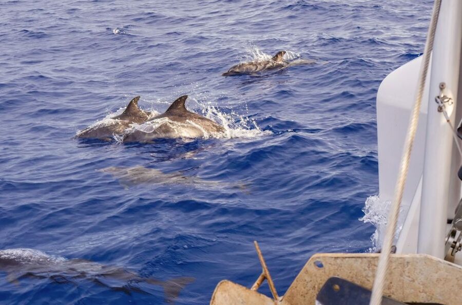 Funchal Bay: Dolphin & Whale Watch Luxury Catamaran Cruise - What the $47 price really buys you