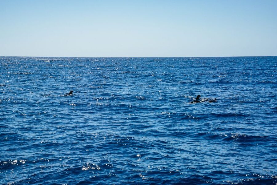Funchal: Dolphin and Whale Watching by Luxury Catamaran - What the crew adds to the experience