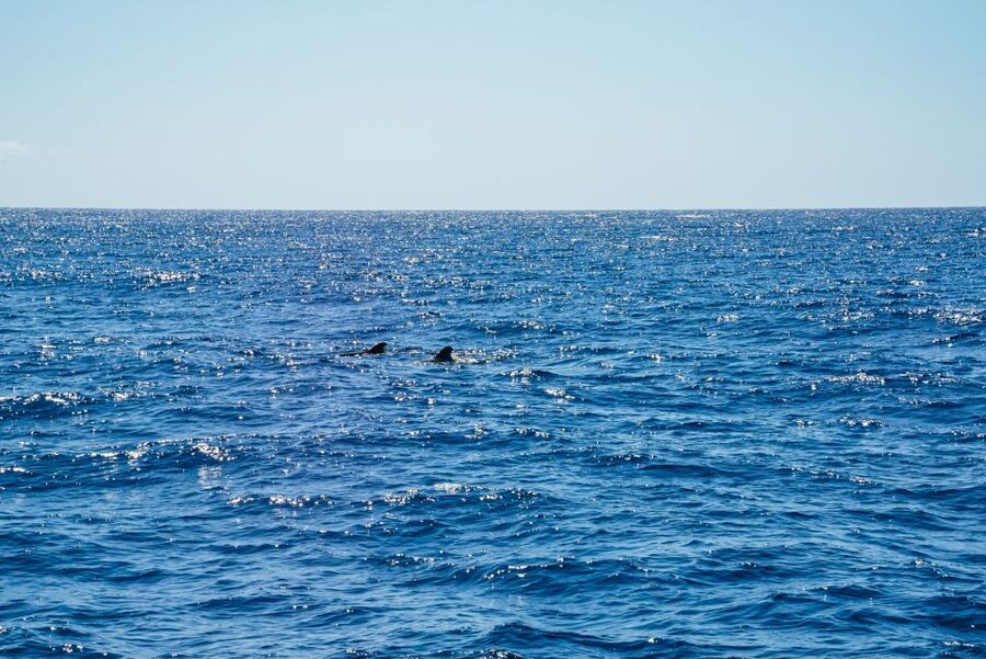 Funchal: Dolphin and Whale Watching by Luxury Catamaran - Picking the right place on the catamaran