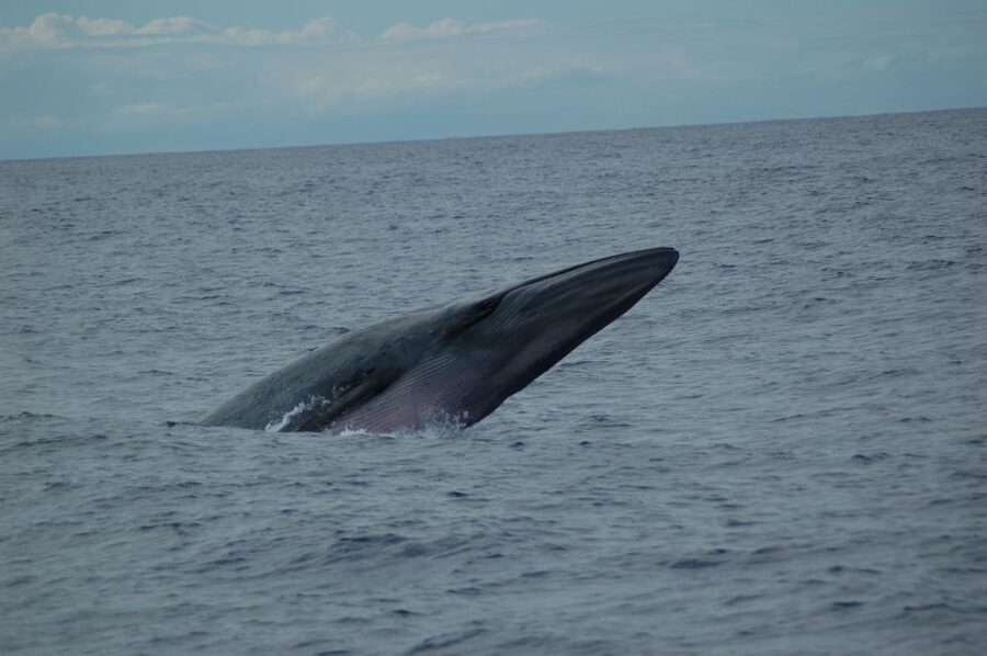 Funchal: Dolphin and Whale Watching Catamaran Cruise - What this Funchal cruise is really like