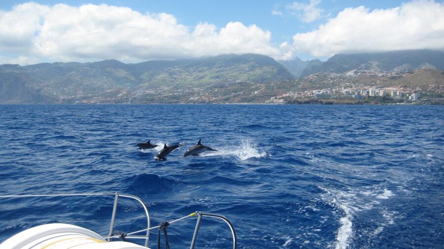 Funchal: Dolphin and Whale Watching Catamaran Cruise - Searching Madeira’s waters for wildlife