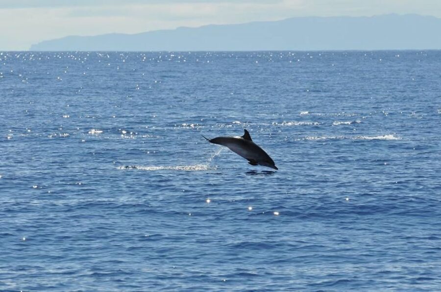 Funchal: Dolphin and Whale Watching Catamaran Cruise - Comfort, onboard drinks, and the sea conditions