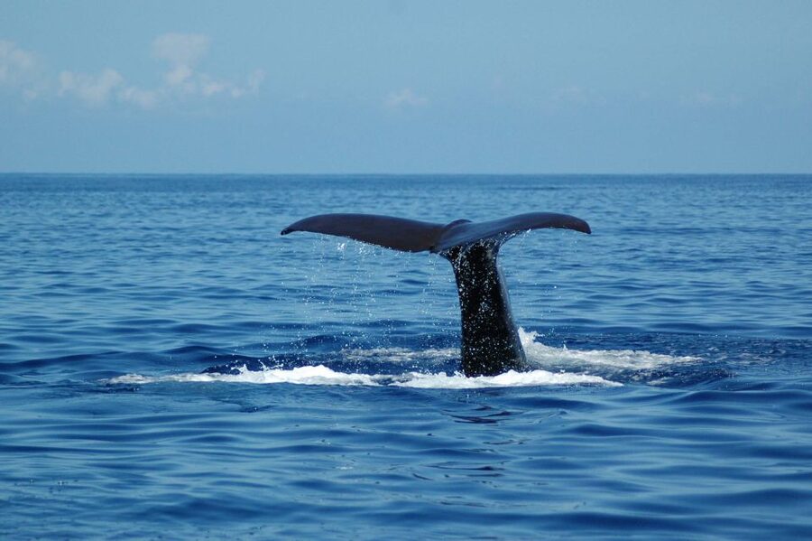 Funchal: Dolphin and Whale Watching Catamaran Cruise - How the seasons change the experience