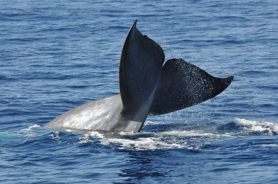 Funchal: Dolphin and Whale Watching Catamaran Cruise - Who will enjoy this most