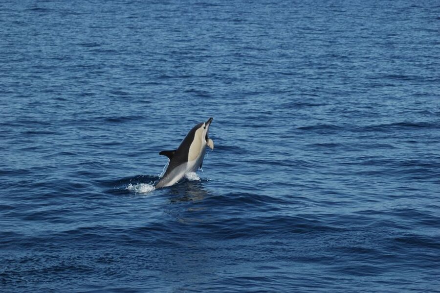 Funchal: Dolphin and Whale Watching Catamaran Cruise - Starting at Funchal Marina