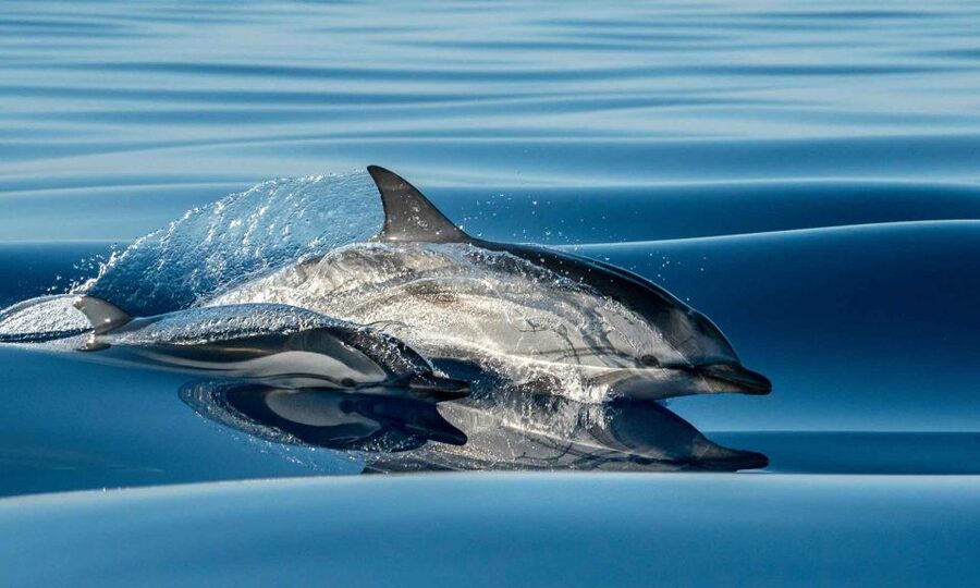 Funchal: Dolphin and Whale Watching Cruise - Key points to know before booking