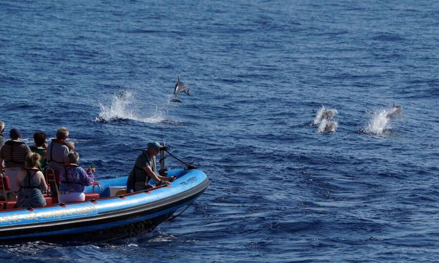 Funchal: Dolphin and Whale Watching Cruise - Who should book the Sea Safari?