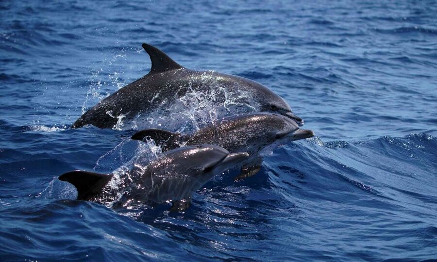 Funchal: Dolphin and Whale Watching Cruise - A fast start from Magic Dolphin in Funchal