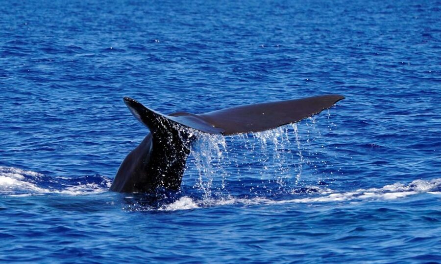 Funchal: Dolphin and Whale Watching Cruise - The guide makes the difference